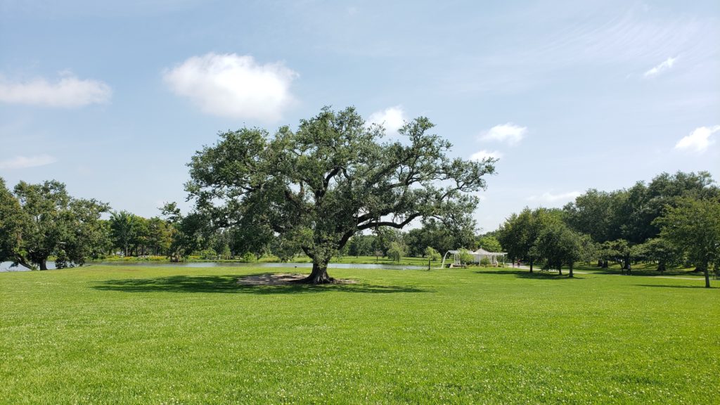 The Singing Oak in New Orleans City Park