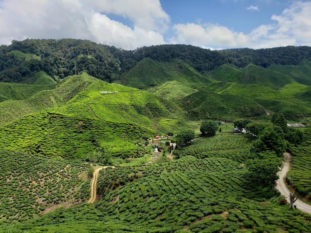 Guide to the Best Hiking in the Cameron Highlands