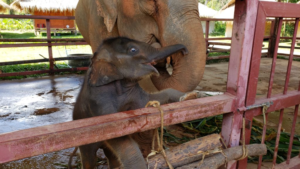 Baby elephant at Maeklang Sky Camp