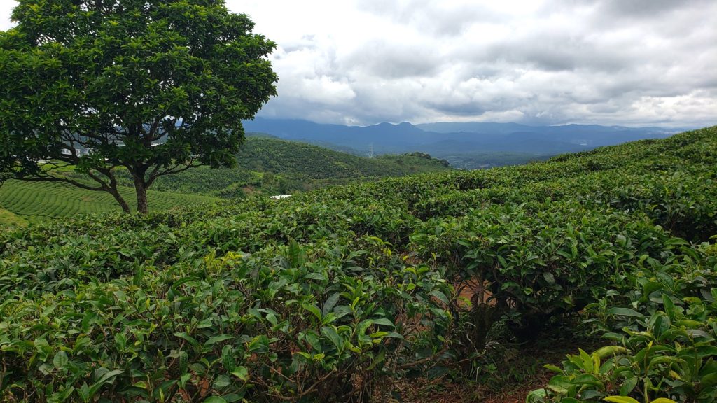 Tea plantation near Dalat
