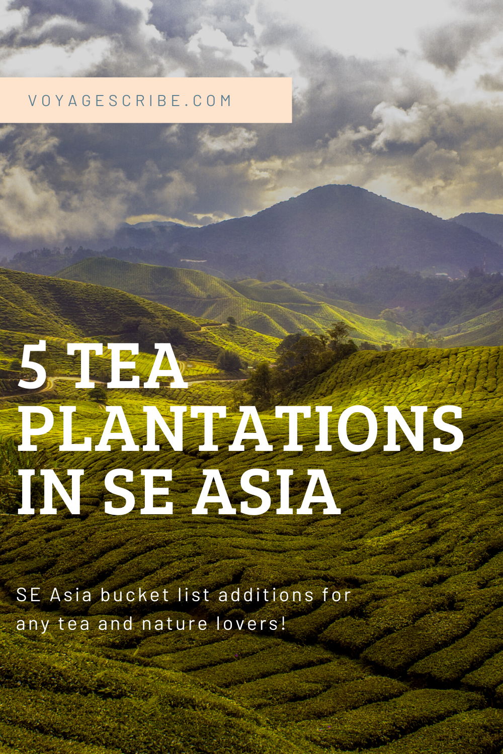 Tea plantations in se Asia pin