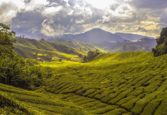 Tea Plantations in SE Asia