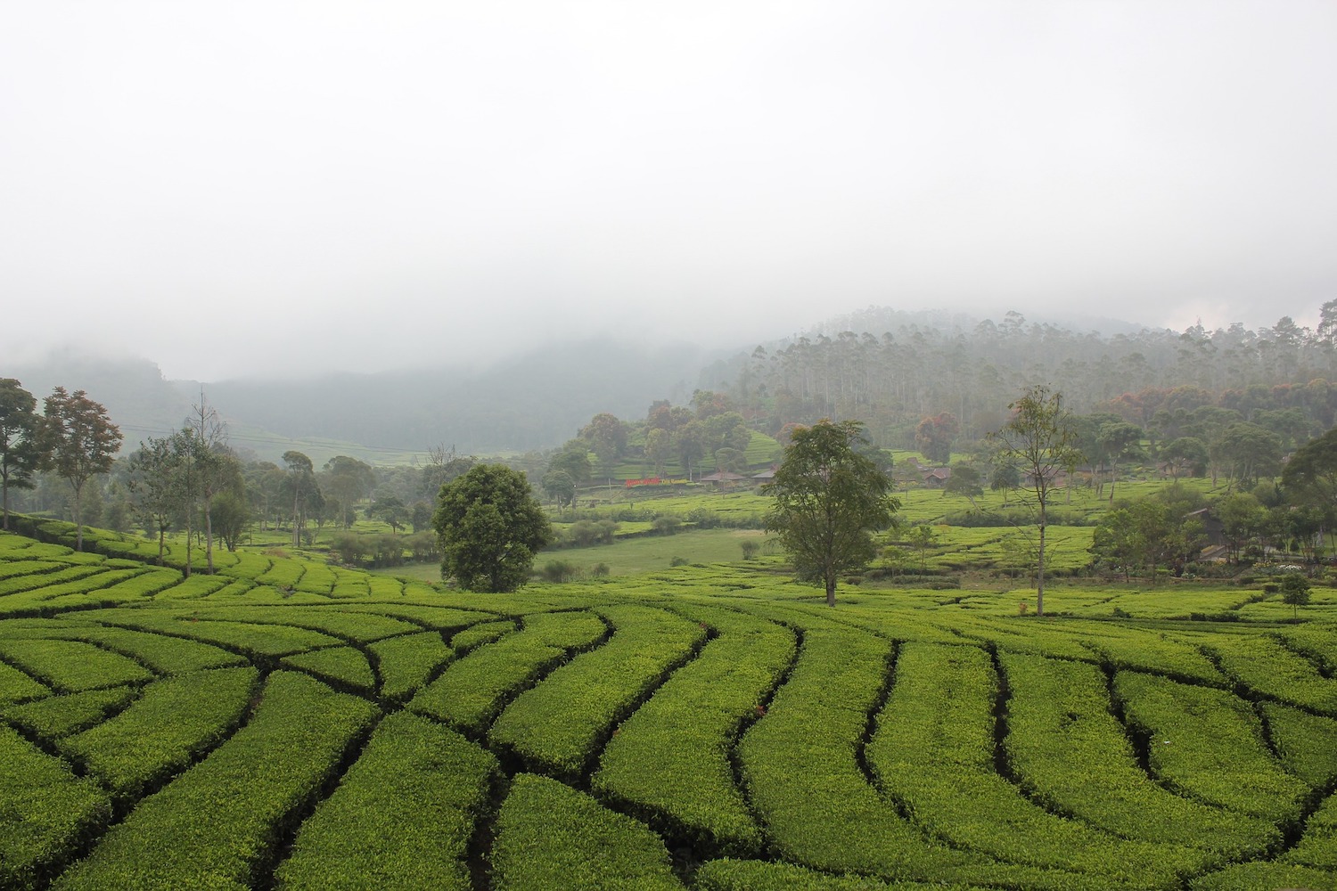 Java Tea Plantation