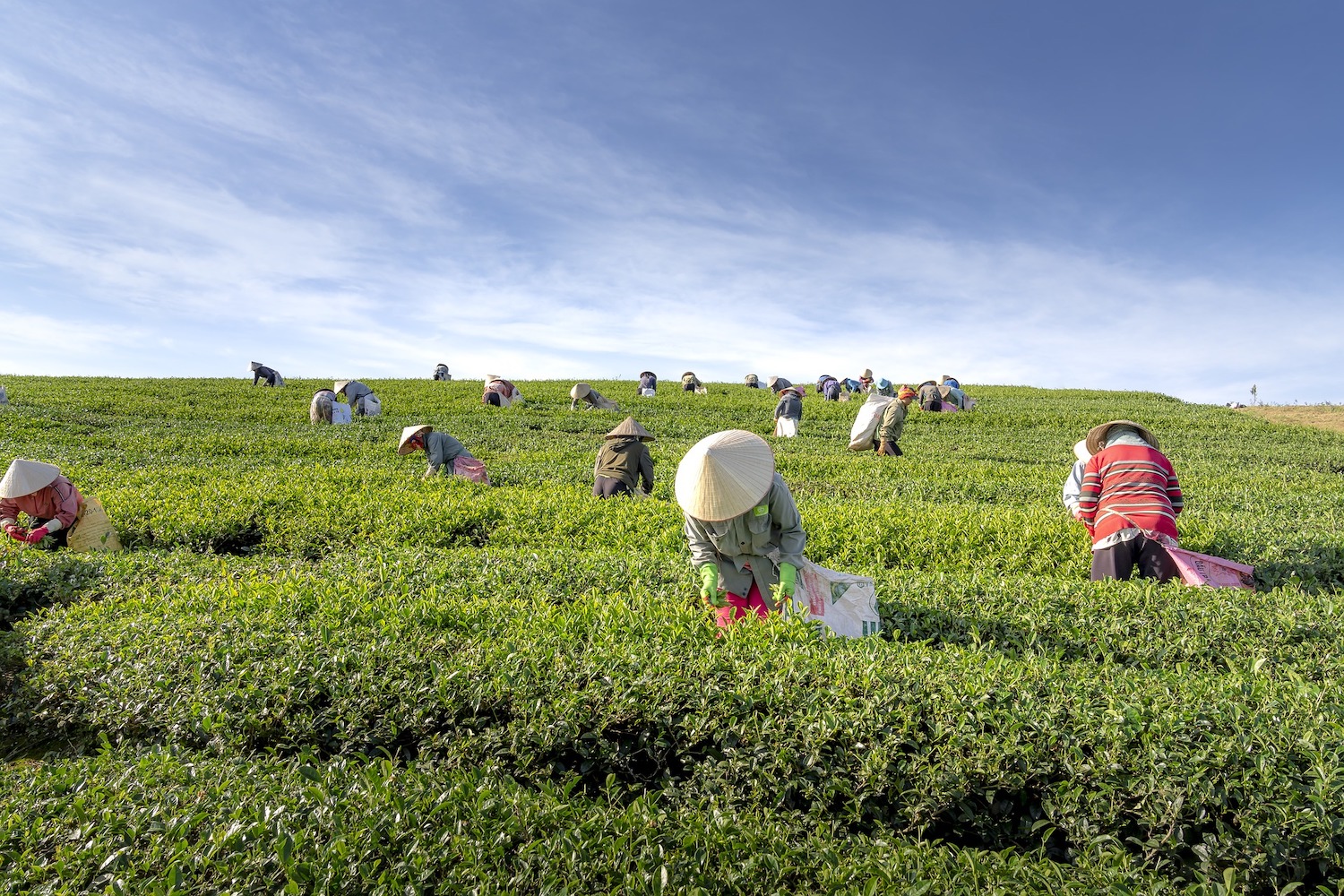 Vietnam tea plantation