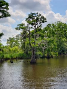Cypress tree during bayou boat cruise from New Orleans