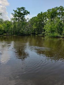 Gators in bayou near New Orleans