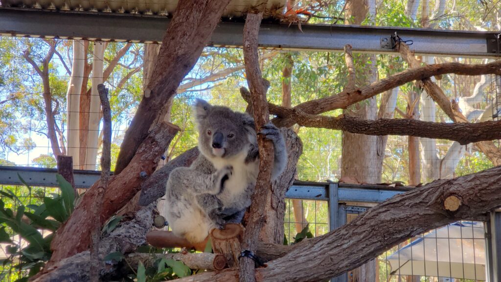 Koala at sanctuary in Port Macquarie, a highlight of my East Coast and Outback road trip